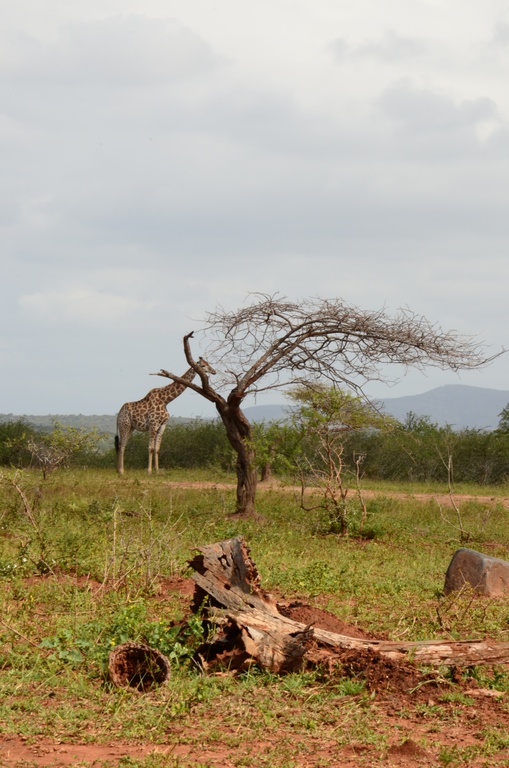 2015-05 South Africa/iMfolozi/DSC_0293.JPG